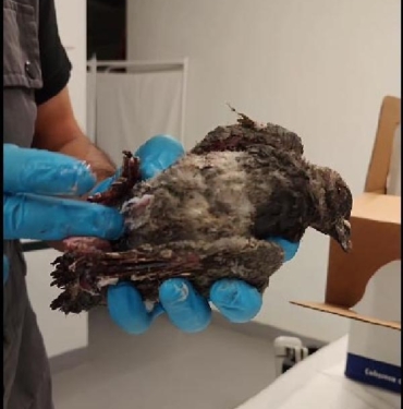 TMO silolarındaki patlamada yaralanan 12 kişiden 3ü taburcu oldu 2