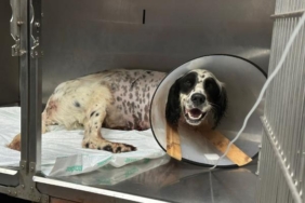 Tüfekle vurulan köpek bir ayağını kaybetti