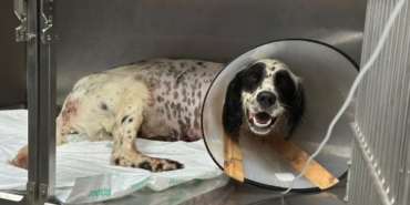 Tüfekle vurulan köpek bir ayağını kaybetti 36 Tüfekle vurulan köpek bir ayağını kaybetti