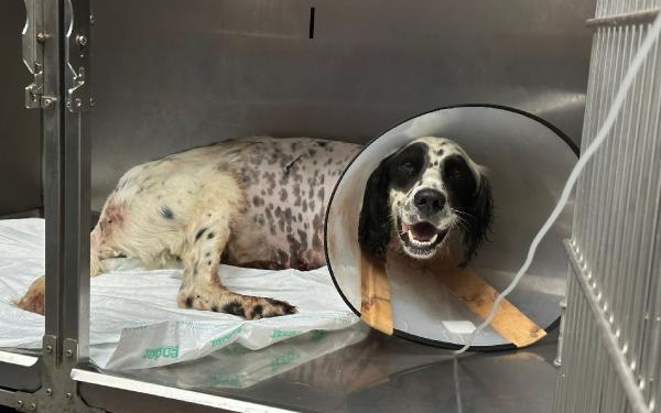 Tüfekle vurulan köpek bir ayağını kaybetti