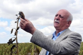 TZOB Başkanı Bayraktar Ayçiçeğinde çok büyük üretim düşmesi var