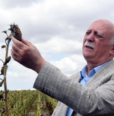 TZOB Başkanı Bayraktar Ayçiçeğinde çok büyük üretim düşmesi var