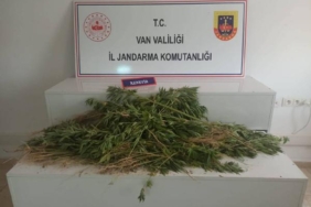 Vanda 237 kök Hint keneviri ele geçirildi 1 gözaltı