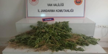 Vanda 237 kök Hint keneviri ele geçirildi 1 gözaltı