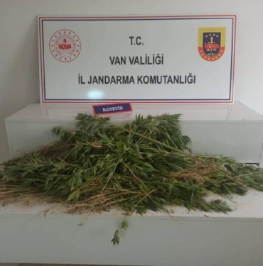 Vanda 237 kök Hint keneviri ele geçirildi 1 gözaltı