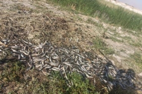 Vanda oksijensiz kalan 325 ton alabalık öldü