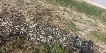 Vanda oksijensiz kalan 325 ton alabalık öldü