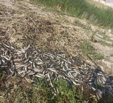 Vanda oksijensiz kalan 325 ton alabalık öldü