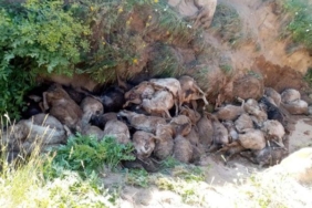 Vanda peş peşe uçurumdan atlayan 130 koyun öldü