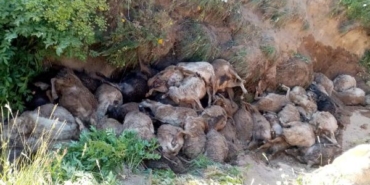 Van'da peş peşe uçurumdan atlayan 130 koyun öldü 31 Vanda peş peşe uçurumdan atlayan 130 koyun öldü