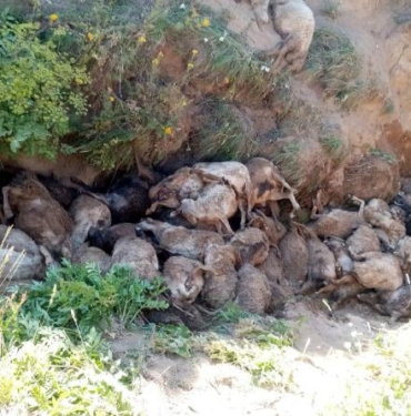 Vanda peş peşe uçurumdan atlayan 130 koyun öldü