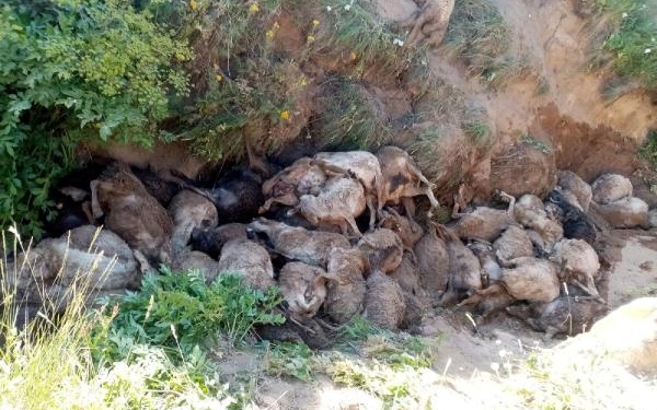 Vanda peş peşe uçurumdan atlayan 130 koyun öldü