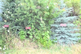 Vefat eden her köy kadını için fidan dikip isimlerini yaşatıyor