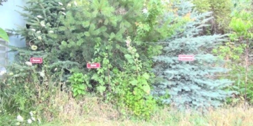 Vefat eden her köy kadını için fidan dikip isimlerini yaşatıyor