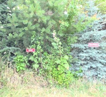 Vefat eden her köy kadını için fidan dikip isimlerini yaşatıyor