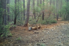 Yaban hayvanları için 900ü aşkın yalak yapıldı