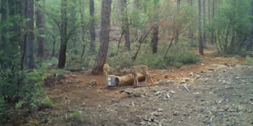 Yaban hayvanları için 900'ü aşkın yalak yapıldı 9 Yaban hayvanları için 900ü aşkın yalak yapıldı