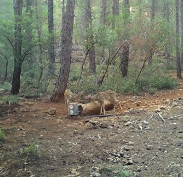 Yaban hayvanları için 900ü aşkın yalak yapıldı