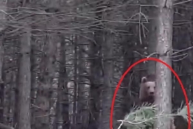 Yalovada ayı ve yavruları kamerada Ek fotoğraflar
