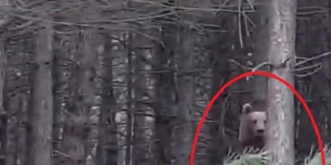 Yalova'da ayı ve yavruları kamerada/ Ek fotoğraflar 1 Yalovada ayı ve yavruları kamerada Ek fotoğraflar