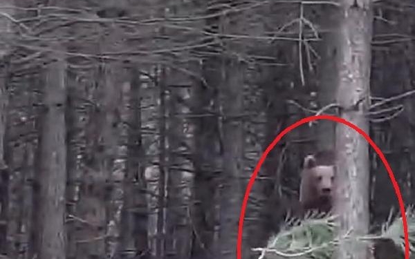Yalovada ayı ve yavruları kamerada Ek fotoğraflar