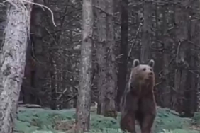 Yalova'da ayı ve yavruları kamerada 5 Yalovada ayı ve yavruları kamerada