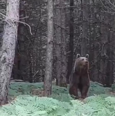 Yalova'da ayı ve yavruları kamerada 4 Yalovada ayı ve yavruları kamerada