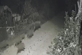 Yalovada köye inen domuz sürüsü kamerada