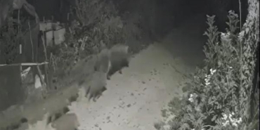 Yalova’da köye inen domuz sürüsü kamerada 1 Yalovada köye inen domuz sürüsü kamerada