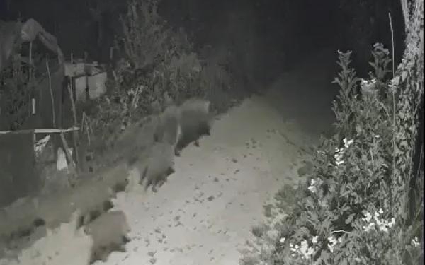 Yalova’da köye inen domuz sürüsü kamerada 1 Yalovada köye inen domuz sürüsü kamerada