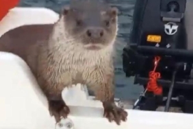 Yalova'da su samuru, balıkçı teknesine çıktı 11 Yalovada su samuru balıkçı teknesine çıktı