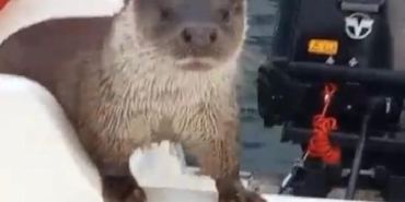 Yalova'da su samuru, balıkçı teknesine çıktı 13 Yalovada su samuru balıkçı teknesine çıktı