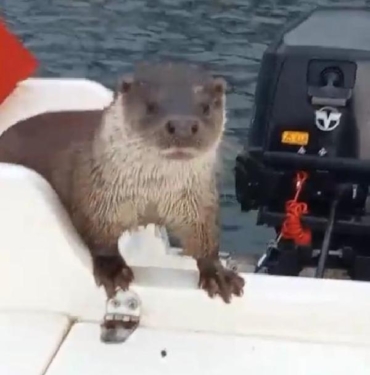 Yalovada su samuru balıkçı teknesine çıktı