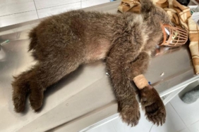 Yaralı bulunan bozayı yavrusu tedavi sonrası doğaya salındı 38 Yaralı bulunan bozayı yavrusu tedavi sonrası doğaya salındı