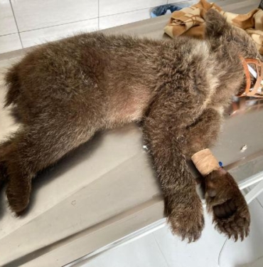 Yaralı bulunan bozayı yavrusu tedavi sonrası doğaya salındı