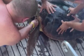 Yaralı deniz kaplumbağasını tekne kaptanı ile tatilciler kurtardı 36 Yaralı deniz kaplumbağasını tekne kaptanı ile tatilciler kurtardı