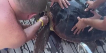 Yaralı deniz kaplumbağasını tekne kaptanı ile tatilciler kurtardı 38 Yaralı deniz kaplumbağasını tekne kaptanı ile tatilciler kurtardı