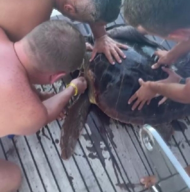 Yaralı deniz kaplumbağasını tekne kaptanı ile tatilciler kurtardı 8 Yaralı deniz kaplumbağasını tekne kaptanı ile tatilciler kurtardı