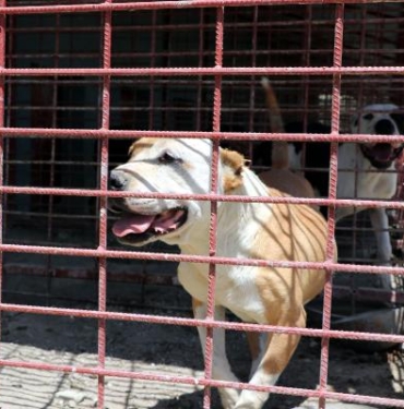 Yasaklı ırklara barınaktan çıkış yok