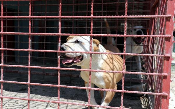 Yasaklı ırklara barınaktan çıkış yok