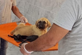 Yavru köpeği demir çubukla başına defalarca vurarak öldürdü 3