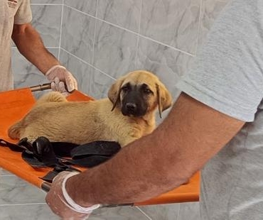 Yavru köpeği, demir çubukla başına defalarca vurarak öldürdü (3) 3 Yavru köpeği demir çubukla başına defalarca vurarak öldürdü 3