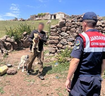 Yavru kurdu sosyal medyada satışa çıkaran kişiye 14 bin 386 lira ceza