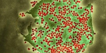 Yeni Kovid varyantı BA 2.86 İngiltere'de tespit edildi 37 Yeni Kovid varyantı BA 286 İngilterede tespit edildi