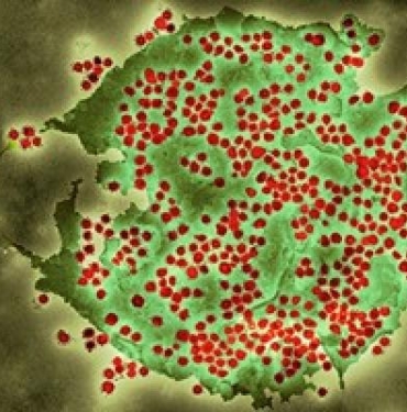 Yeni Kovid varyantı BA 286 İngilterede tespit edildi