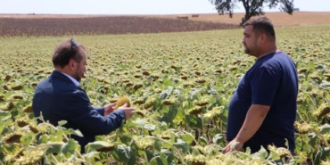 'Yerli ve milli hibrit ayçiçeği tohumu, kuraklıktan en az etkilenen tohum oldu' 38 Yerli ve milli hibrit ayçiçeği tohumu kuraklıktan en az etkilenen tohum oldu