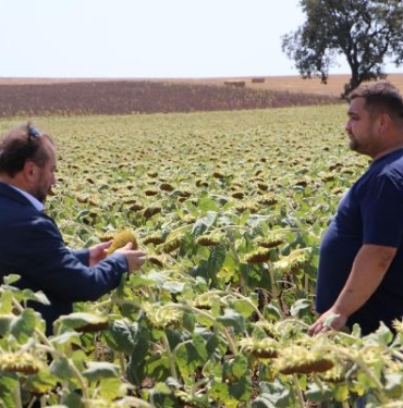 Yerli ve milli hibrit ayçiçeği tohumu kuraklıktan en az etkilenen tohum oldu