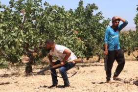 Yeşil altın Antep fıstığını günlük 1000 TLye koruyorlar