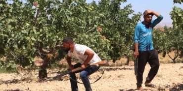 Yeşil altın Antep fıstığını günlük 1000 TLye koruyorlar