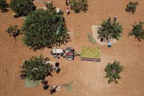 Yeşil altında hasat zamanı